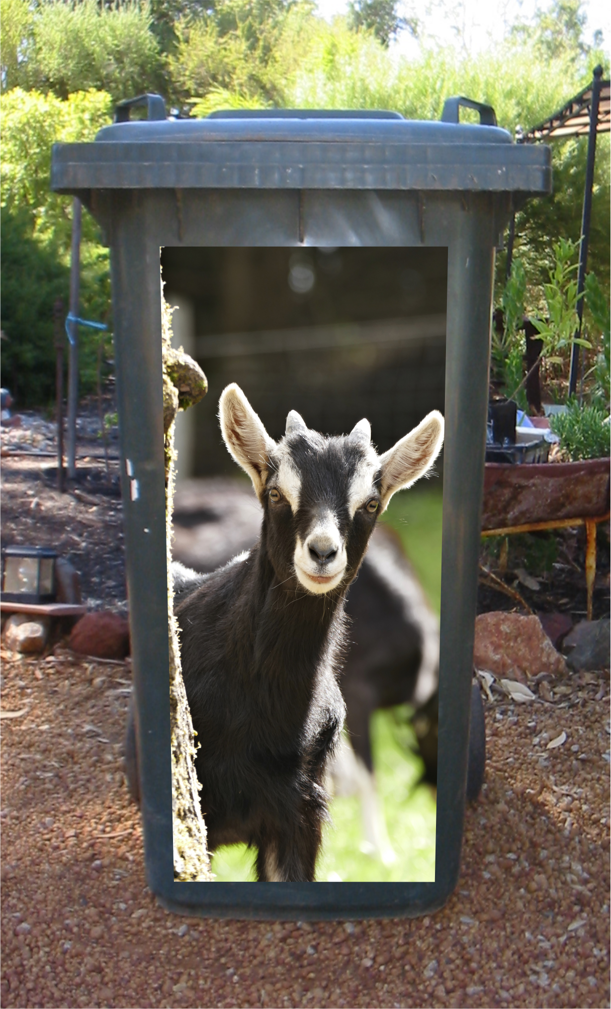 Gday goat wheelie bin sticker