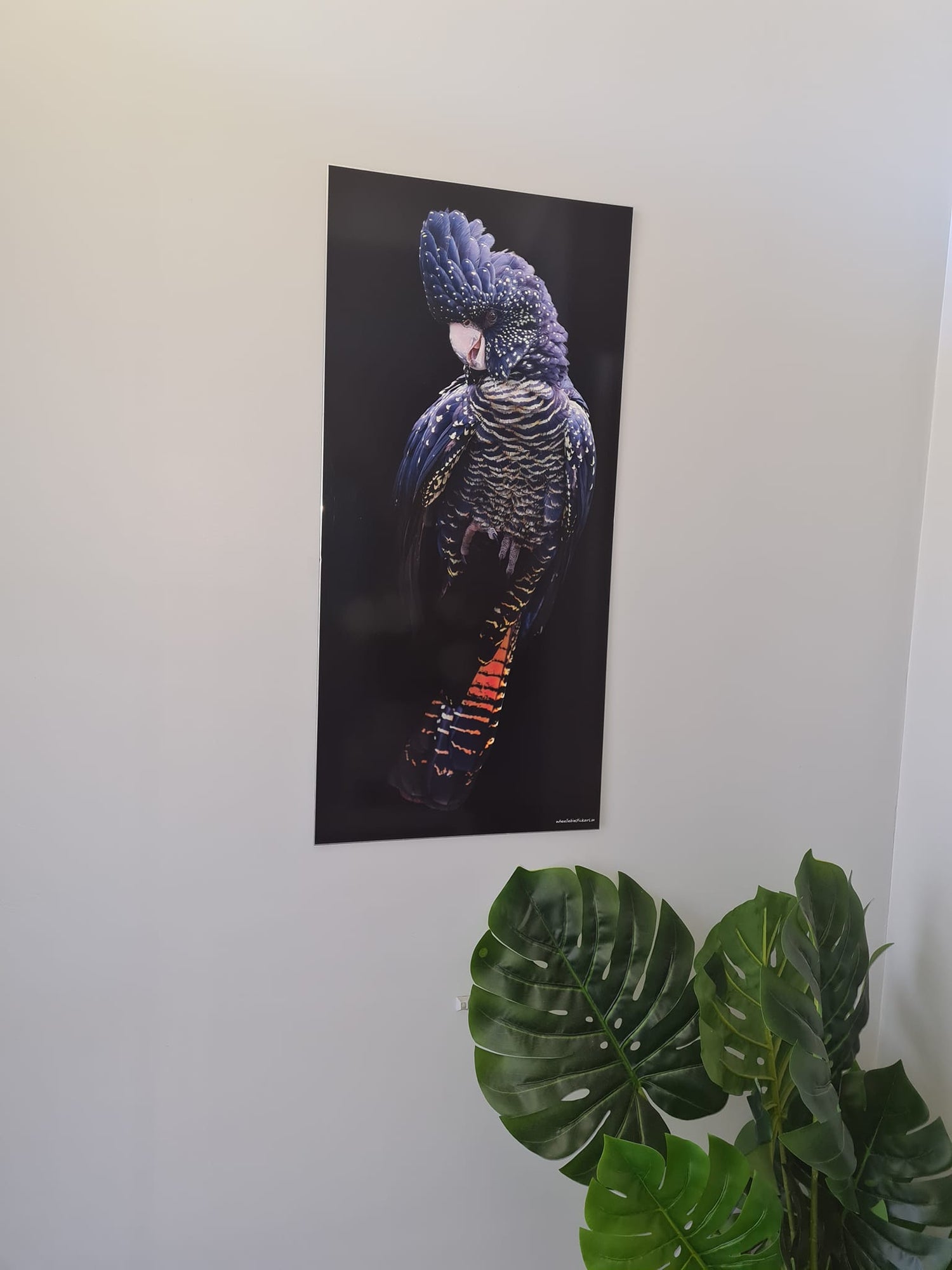 Red tailed cockatoo dressed in black wheelie bin sticker