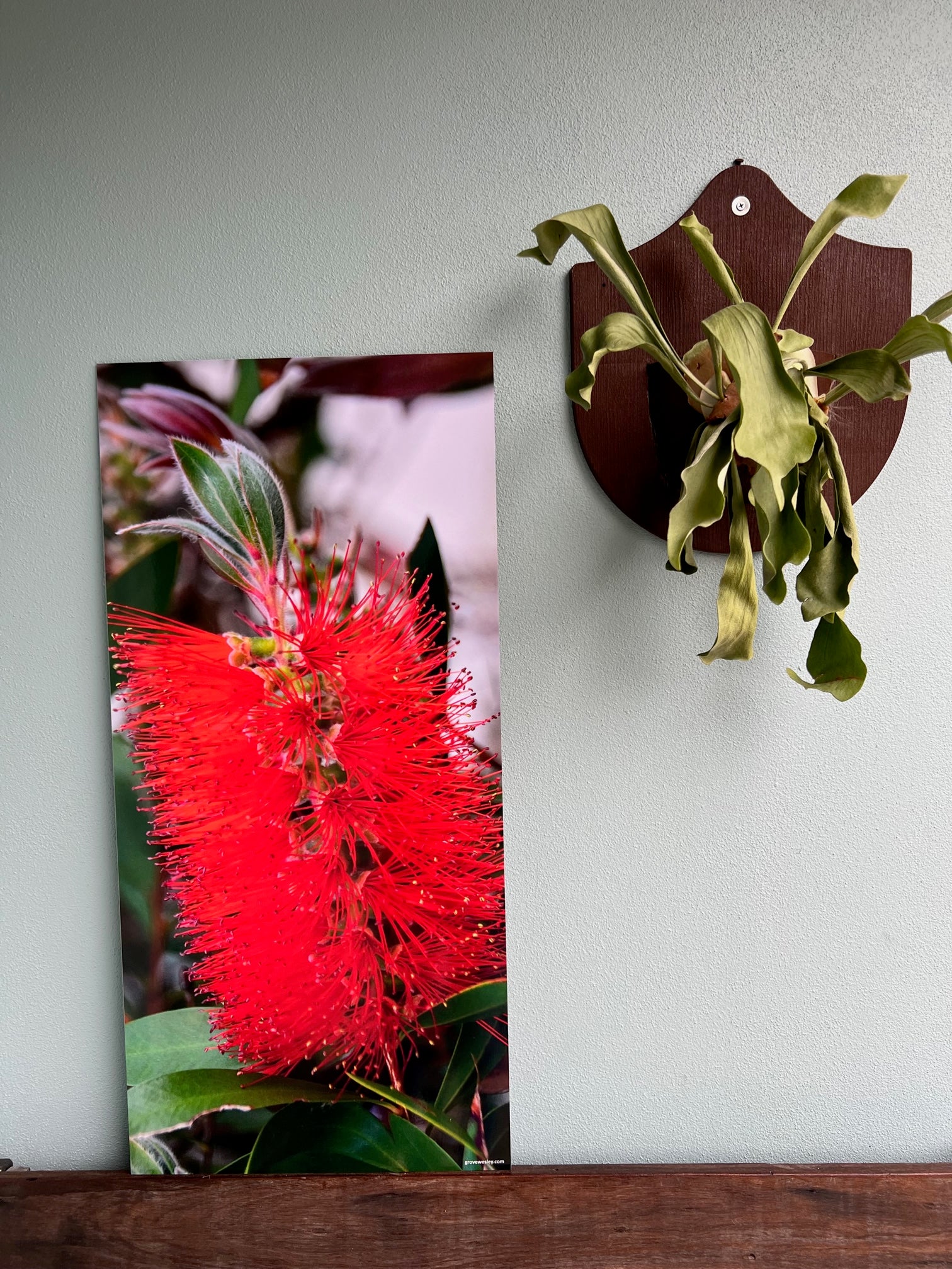 Bottlebrush bin sticker