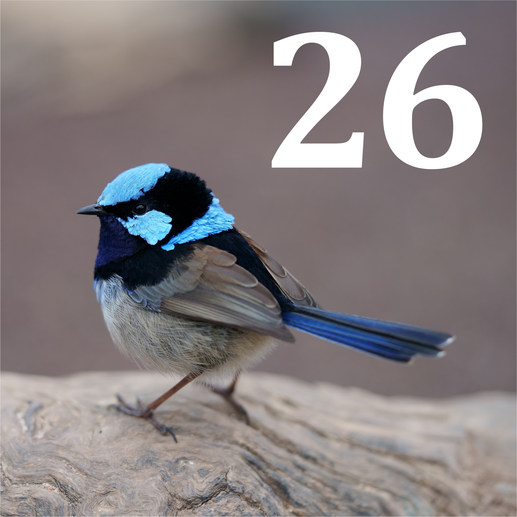 Blue Wren house number panel