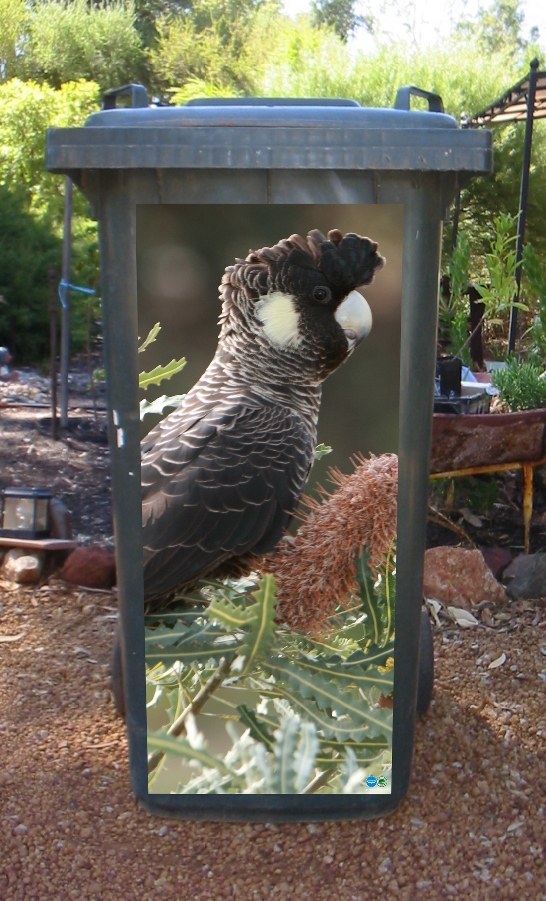 Carnaby in the banksia