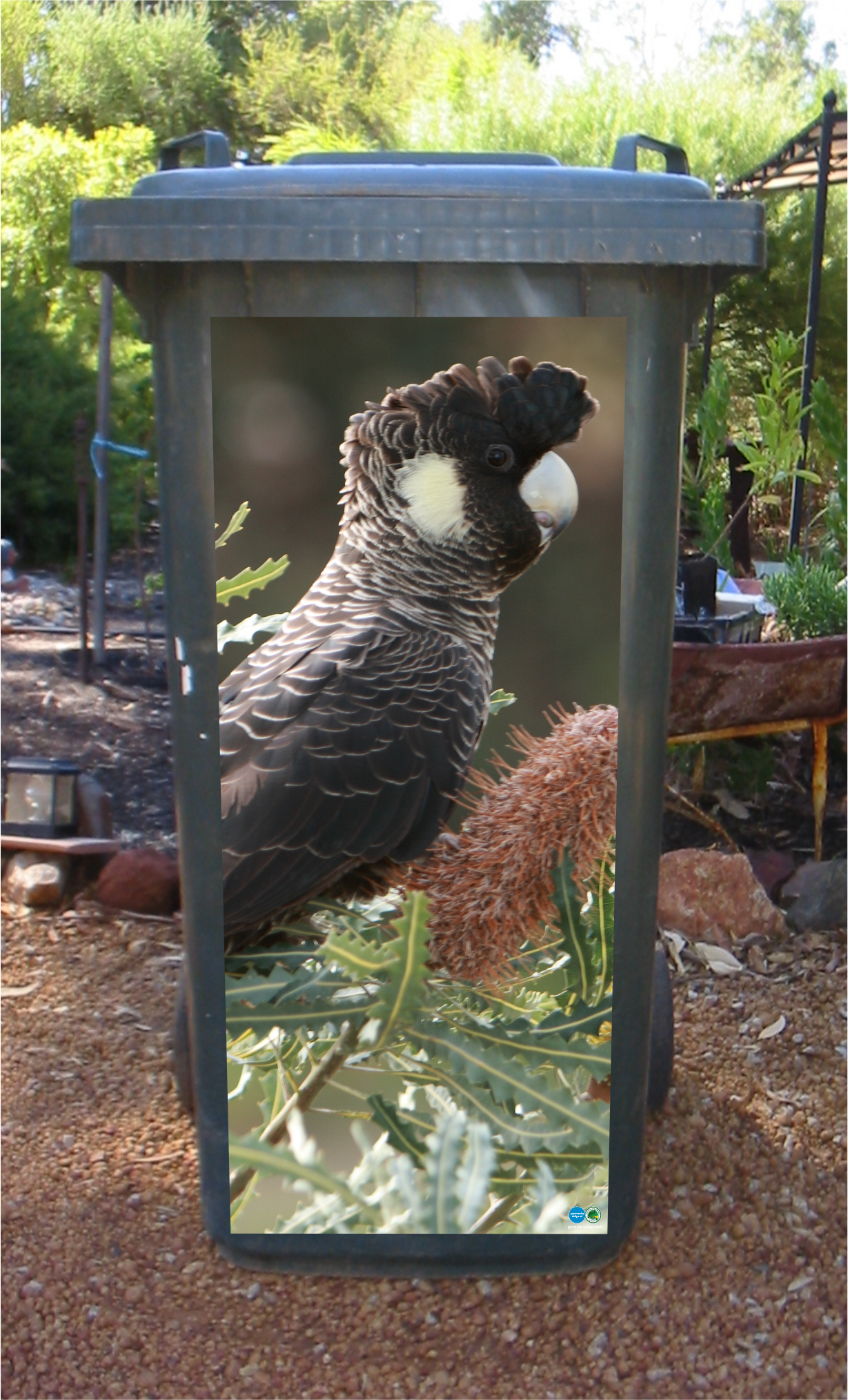Carnaby in the banksia