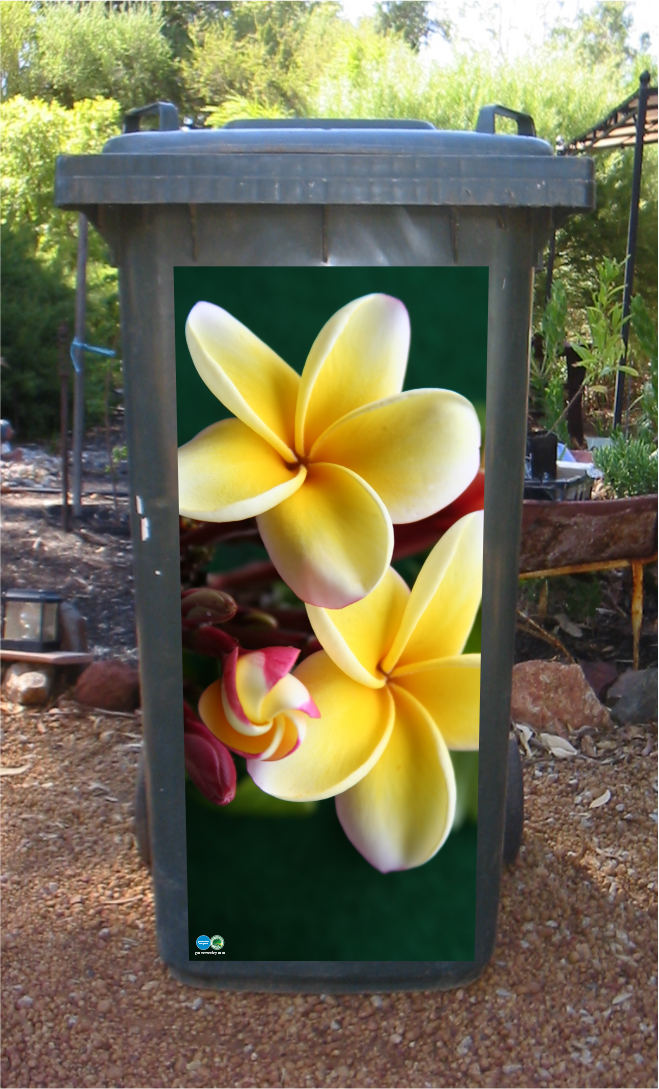 Frangapani wheelie bin sticker
