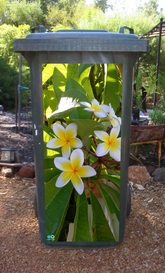 Frangapani tree wheelie bin sticker