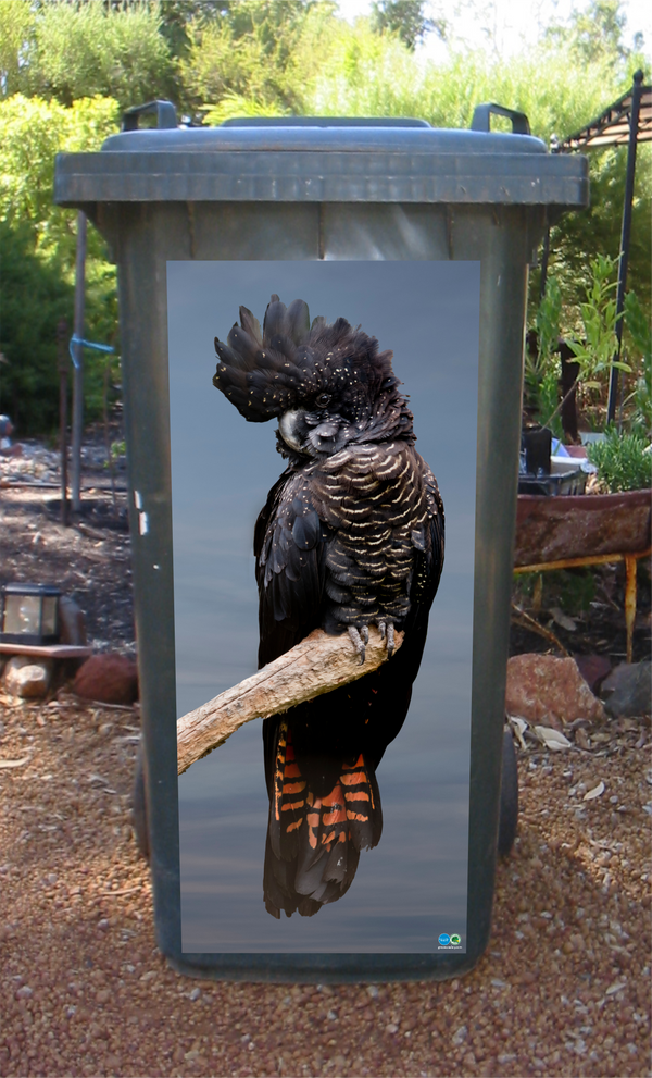 Red tailed cockatoo wheelie bin sticker Grove Wesley Design Art