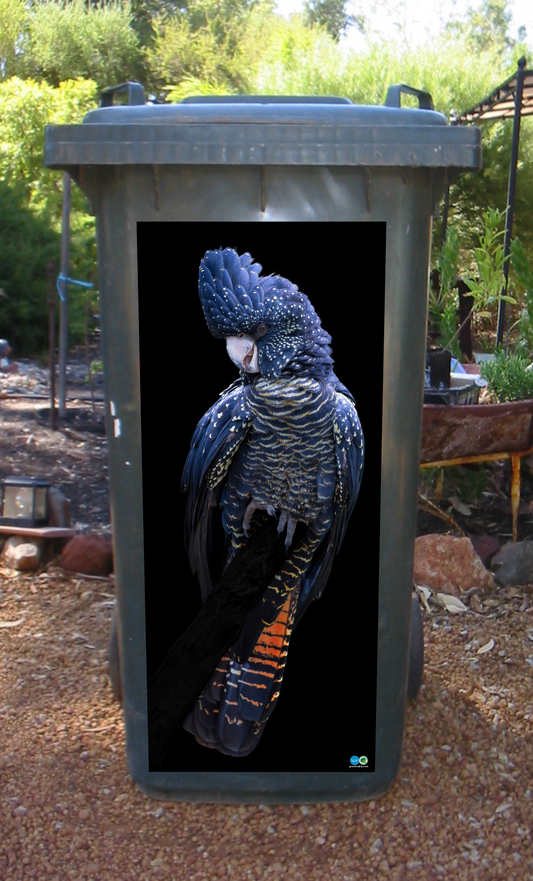 Red tailed cockatoo dressed in black wheelie bin sticker